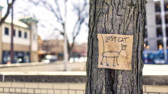 Macro Photography of Brown and Black Lost Cat Signage on Black Bare Tree